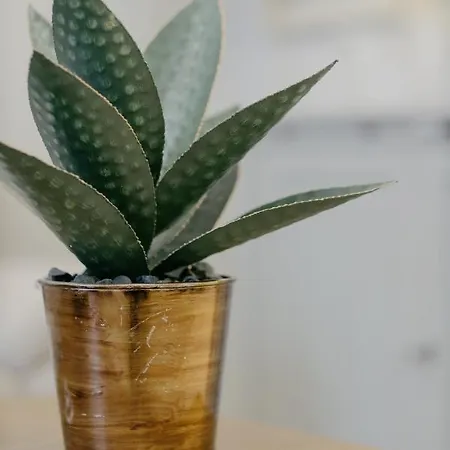 Medea דירה לוקה